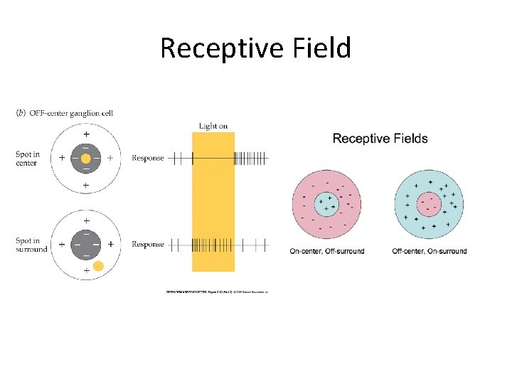 Receptive Field 