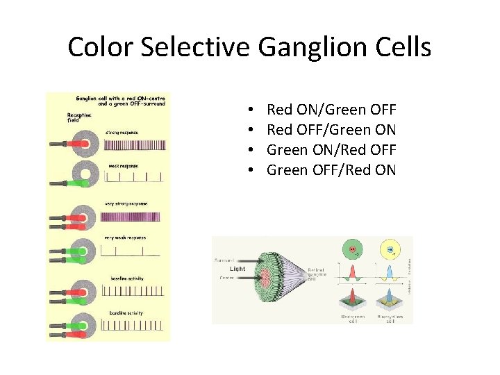 Color Selective Ganglion Cells • • Red ON/Green OFF Red OFF/Green ON/Red OFF Green