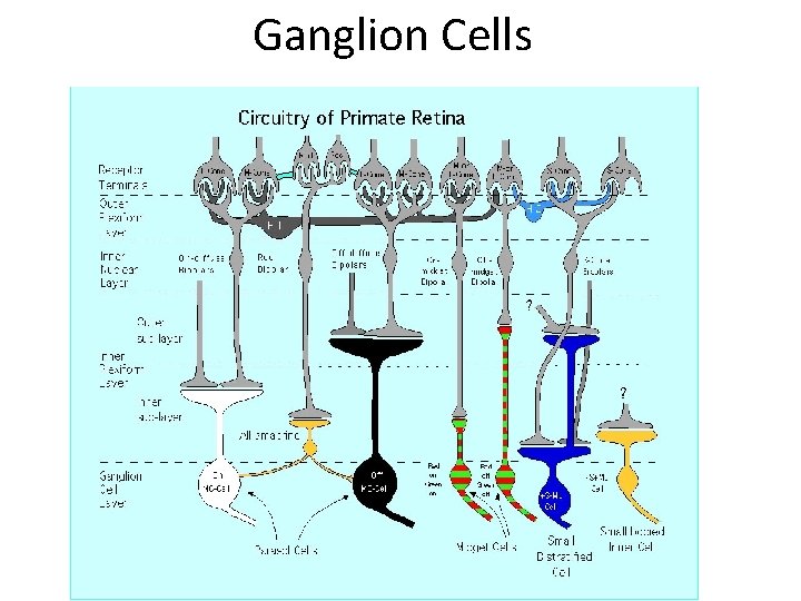 Ganglion Cells 
