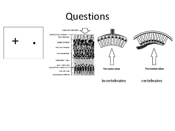 Questions invertebrates 