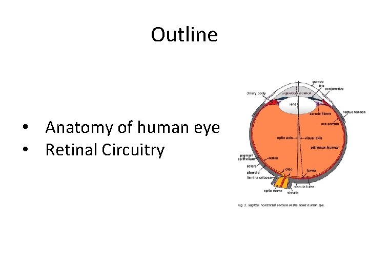 Outline • Anatomy of human eye • Retinal Circuitry 