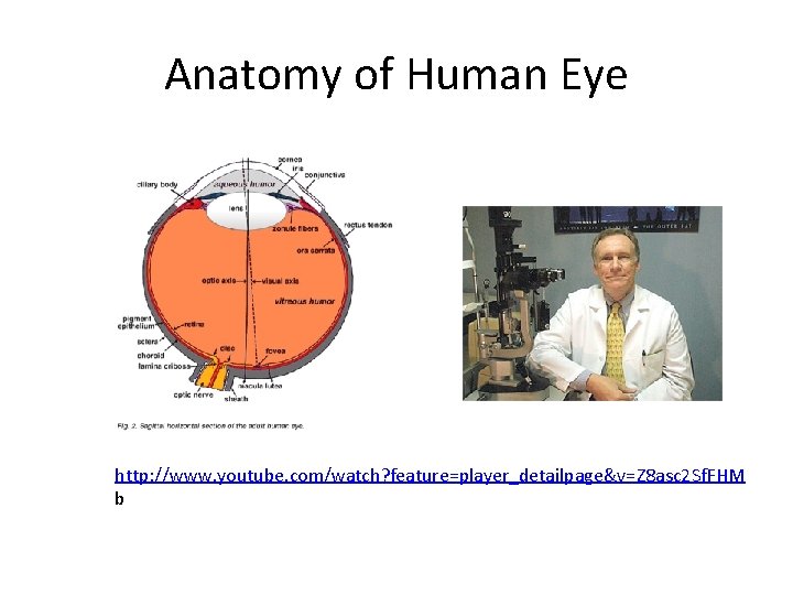 Anatomy of Human Eye http: //www. youtube. com/watch? feature=player_detailpage&v=Z 8 asc 2 Sf. FHM