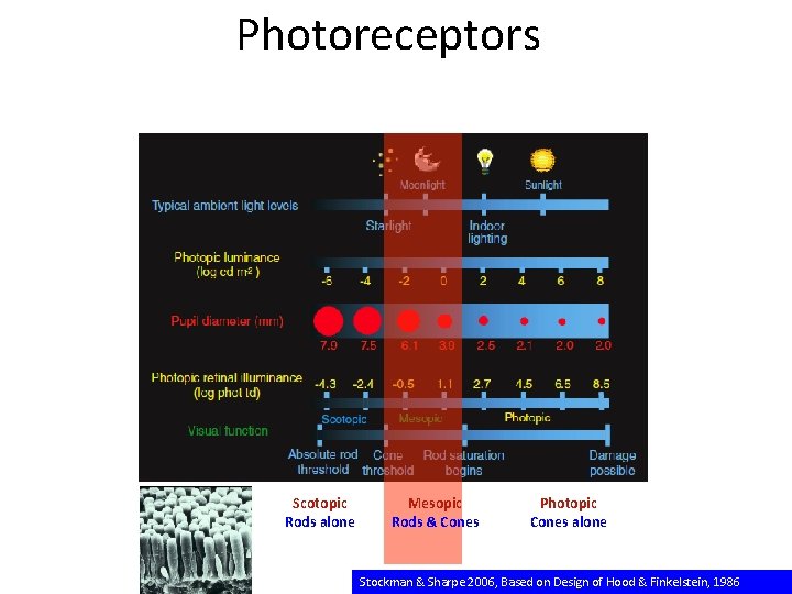 Photoreceptors Scotopic Rods alone Mesopic Rods & Cones Photopic Cones alone Stockman & Sharpe