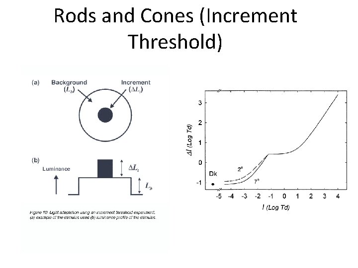 Rods and Cones (Increment Threshold) 