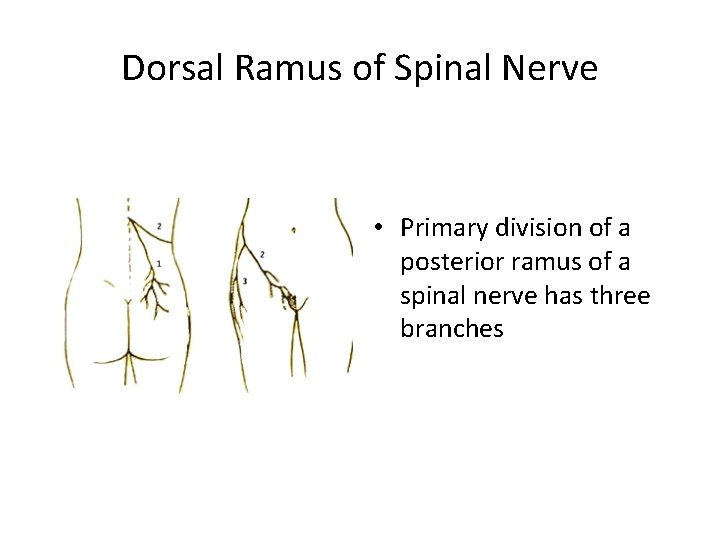 Dorsal Ramus of Spinal Nerve • Primary division of a posterior ramus of a