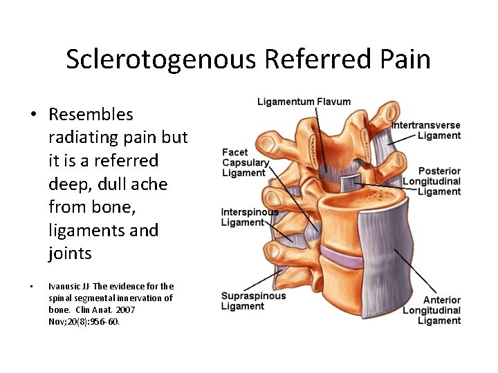 Sclerotogenous Referred Pain • Resembles radiating pain but it is a referred deep, dull