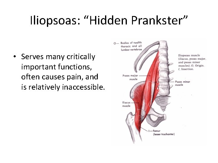 Iliopsoas: “Hidden Prankster” • Serves many critically important functions, often causes pain, and is