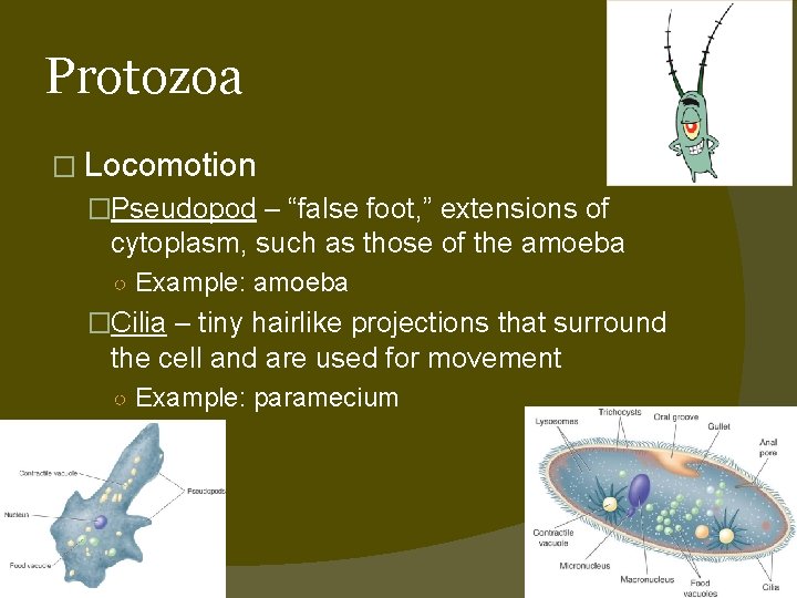 Protozoa � Locomotion �Pseudopod – “false foot, ” extensions of cytoplasm, such as those