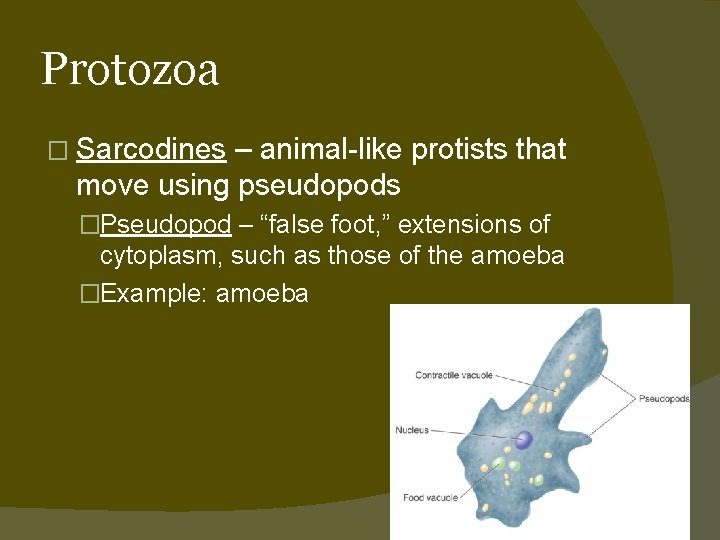 Protozoa � Sarcodines – animal-like protists that move using pseudopods �Pseudopod – “false foot,
