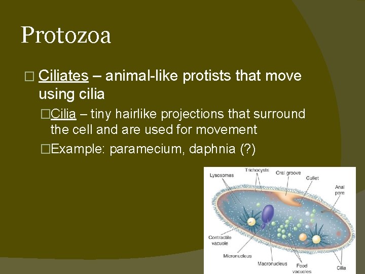 Protozoa � Ciliates – animal-like protists that move using cilia �Cilia – tiny hairlike