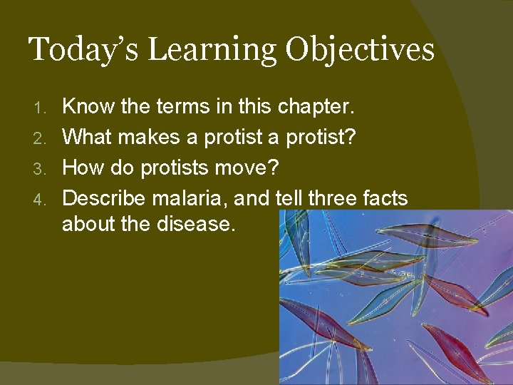 Today’s Learning Objectives Know the terms in this chapter. 2. What makes a protist?