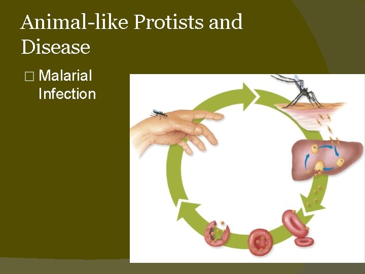 Animal-like Protists and Disease � Malarial Infection 