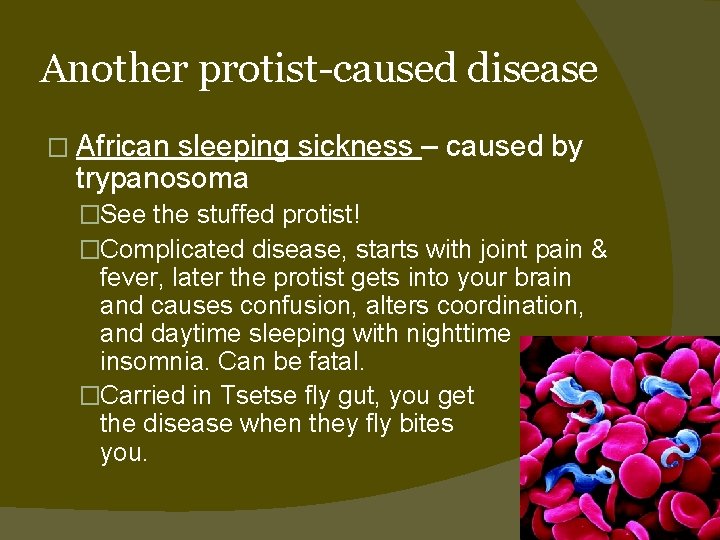 Another protist-caused disease � African sleeping sickness – caused by trypanosoma �See the stuffed