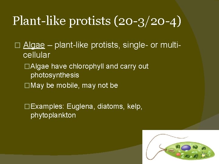 Plant-like protists (20 -3/20 -4) � Algae – plant-like protists, single- or multicellular �Algae