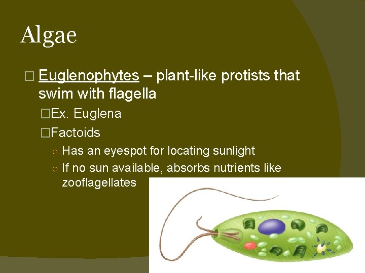 Algae � Euglenophytes – plant-like protists that swim with flagella �Ex. Euglena �Factoids ○
