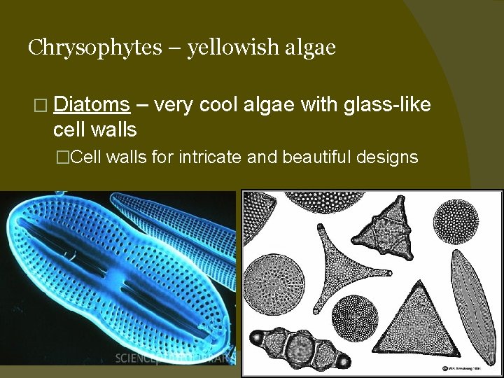 Chrysophytes – yellowish algae � Diatoms – very cool algae with glass-like cell walls