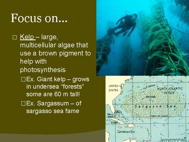 Focus on… � Kelp – large, multicellular algae that use a brown pigment to