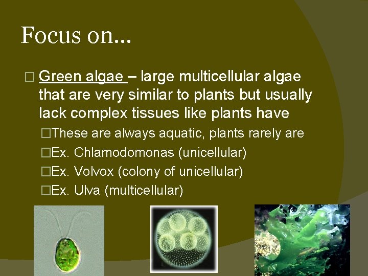 Focus on… � Green algae – large multicellular algae that are very similar to