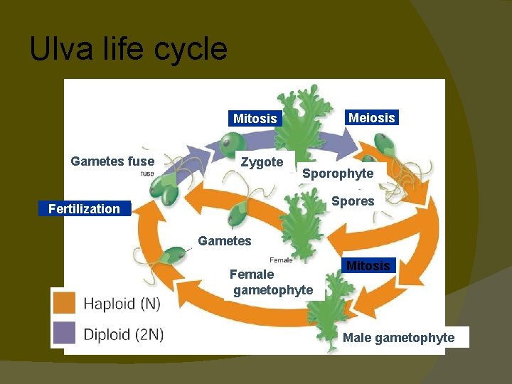 Ulva life cycle Meiosis Mitosis Gametes fuse Zygote Sporophyte Spores Fertilization Gametes Female gametophyte