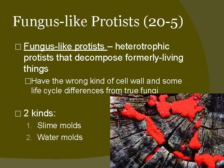 Fungus-like Protists (20 -5) � Fungus-like protists – heterotrophic protists that decompose formerly-living things