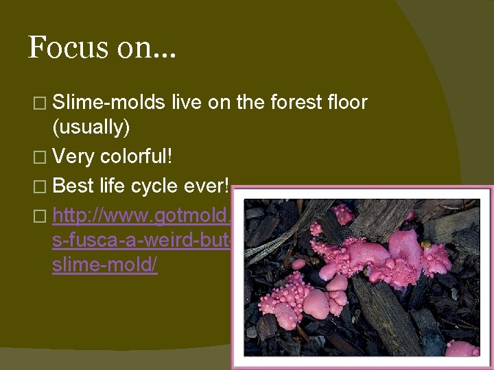 Focus on… � Slime-molds live on the forest floor (usually) � Very colorful! �