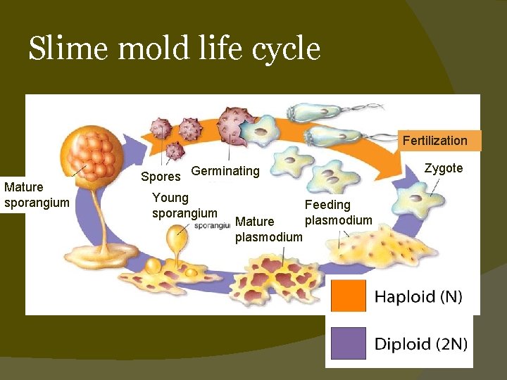 Slime mold life cycle Fertilization Mature sporangium Zygote Spores Germinating Young sporangium Mature plasmodium