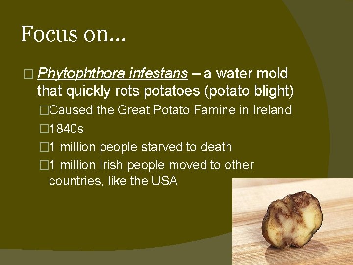 Focus on… � Phytophthora infestans – a water mold that quickly rots potatoes (potato