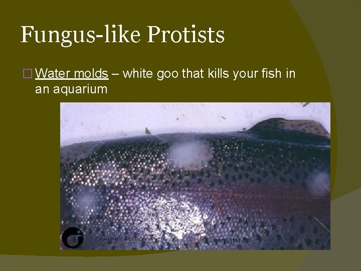 Fungus-like Protists � Water molds – white goo that kills your fish in an