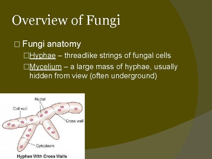 Overview of Fungi � Fungi anatomy �Hyphae – threadlike strings of fungal cells �Mycelium