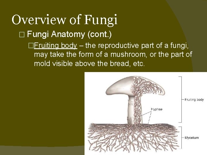 Overview of Fungi � Fungi Anatomy (cont. ) �Fruiting body – the reproductive part