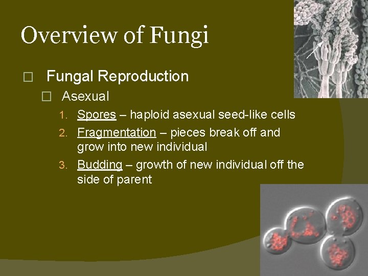 Overview of Fungi � Fungal Reproduction � Asexual 1. Spores – haploid asexual seed-like