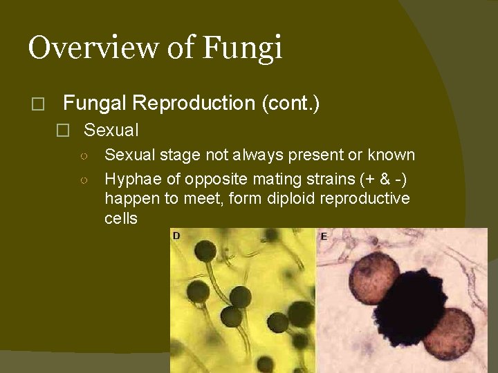 Overview of Fungi � Fungal Reproduction (cont. ) � Sexual ○ Sexual stage not