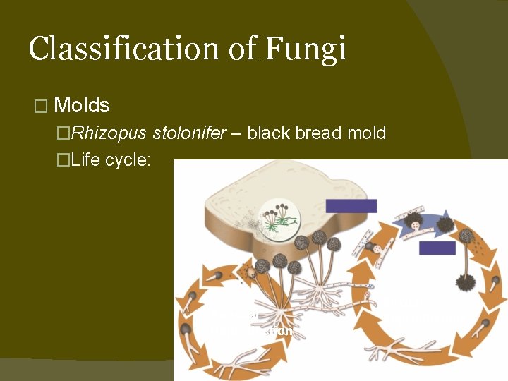 Classification of Fungi � Molds �Rhizopus stolonifer – black bread mold �Life cycle: Asexual