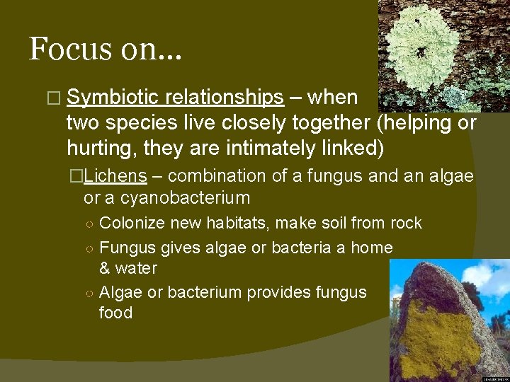 Focus on… � Symbiotic relationships – when two species live closely together (helping or