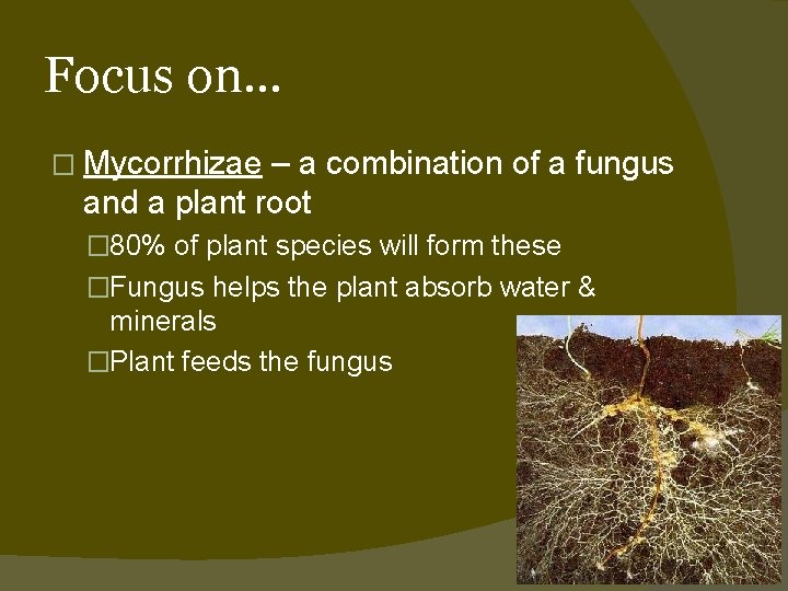 Focus on… � Mycorrhizae – a combination of a fungus and a plant root