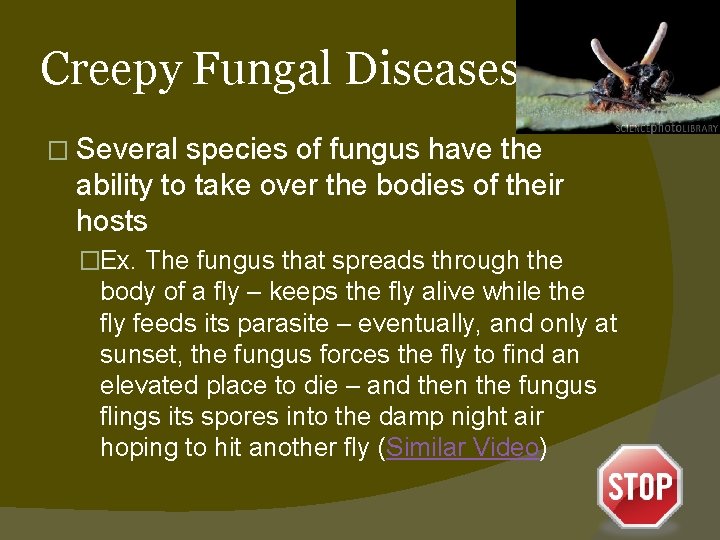 Creepy Fungal Diseases � Several species of fungus have the ability to take over