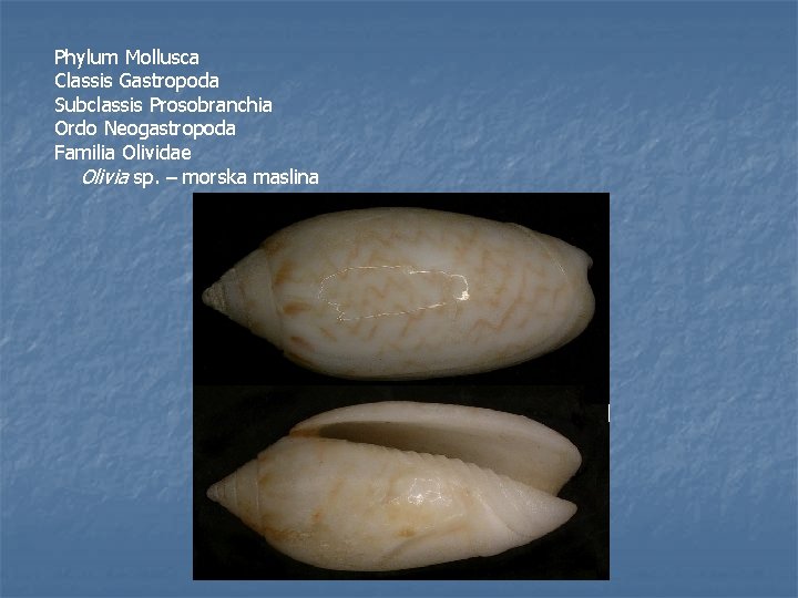 Phylum Mollusca Classis Gastropoda Subclassis Prosobranchia Ordo Neogastropoda Familia Olividae Olivia sp. – morska