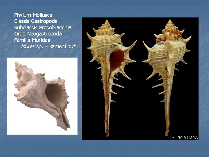 Phylum Mollusca Classis Gastropoda Subclassis Prosobranchia Ordo Neogastropoda Familia Muridae Murex sp. – kameni