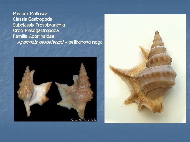 Phylum Mollusca Classis Gastropoda Subclassis Prosobranchia Ordo Mesogastropoda Familia Aporrhaidae Aporrhais pespelecani – pelikanova