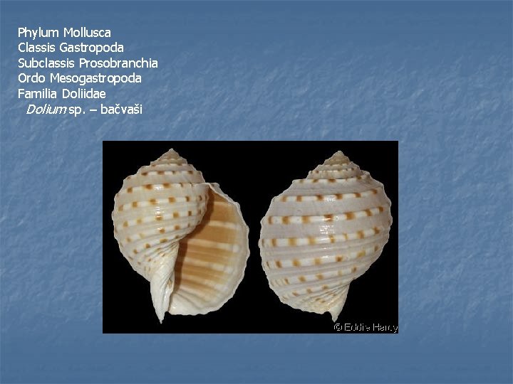 Phylum Mollusca Classis Gastropoda Subclassis Prosobranchia Ordo Mesogastropoda Familia Doliidae Dolium sp. – bačvaši