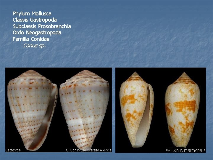 Phylum Mollusca Classis Gastropoda Subclassis Prosobranchia Ordo Neogastropoda Familia Conidae Conus sp. 