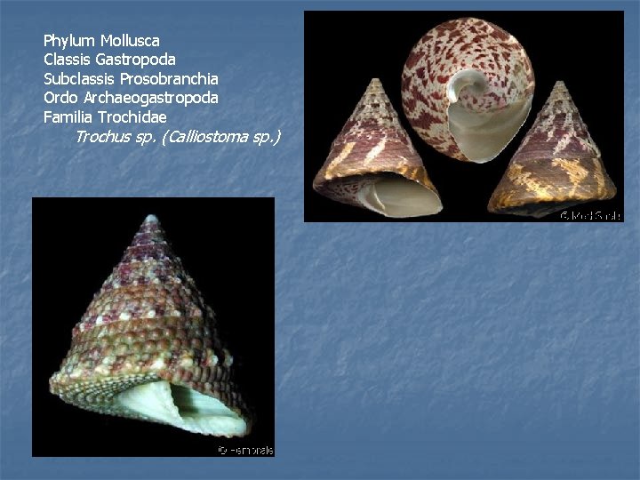 Phylum Mollusca Classis Gastropoda Subclassis Prosobranchia Ordo Archaeogastropoda Familia Trochidae Trochus sp. (Calliostoma sp.