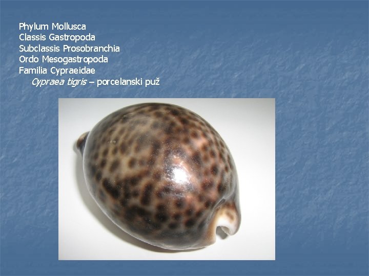 Phylum Mollusca Classis Gastropoda Subclassis Prosobranchia Ordo Mesogastropoda Familia Cypraeidae Cypraea tigris – porcelanski