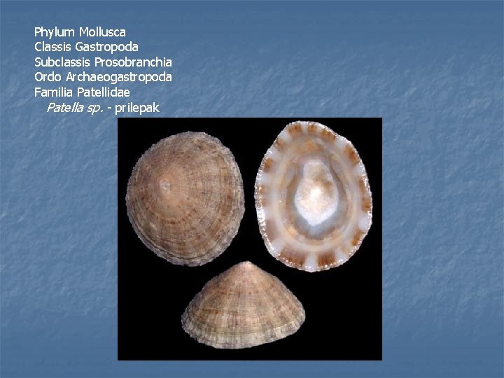 Phylum Mollusca Classis Gastropoda Subclassis Prosobranchia Ordo Archaeogastropoda Familia Patellidae Patella sp. - prilepak