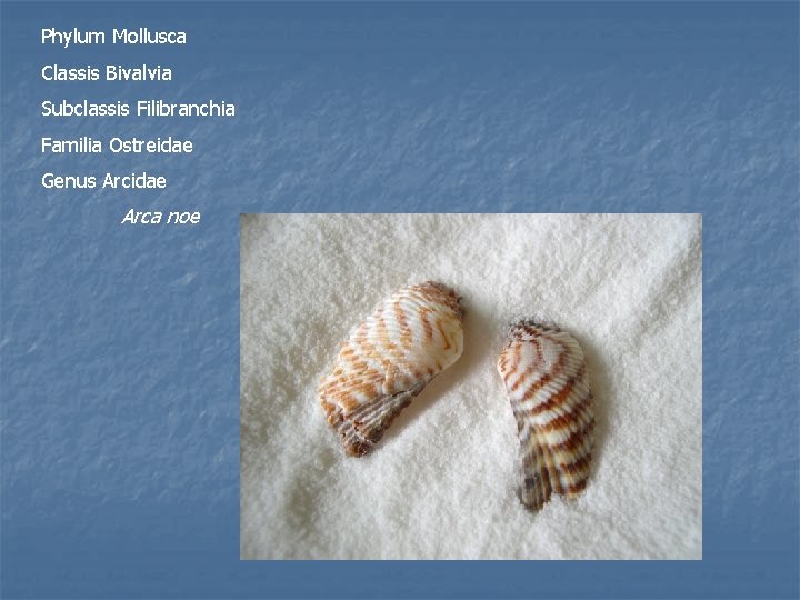 Phylum Mollusca Classis Bivalvia Subclassis Filibranchia Familia Ostreidae Genus Arcidae Arca noe 