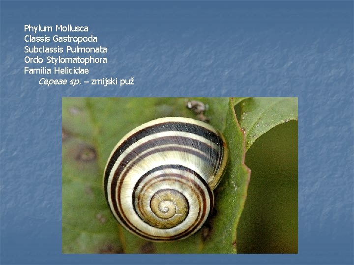 Phylum Mollusca Classis Gastropoda Subclassis Pulmonata Ordo Stylomatophora Familia Helicidae Cepeae sp. – zmijski