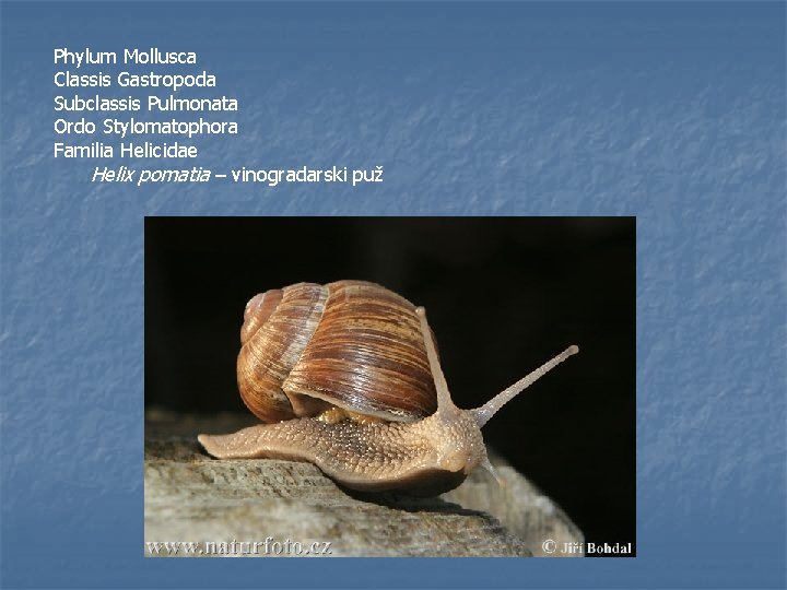 Phylum Mollusca Classis Gastropoda Subclassis Pulmonata Ordo Stylomatophora Familia Helicidae Helix pomatia – vinogradarski
