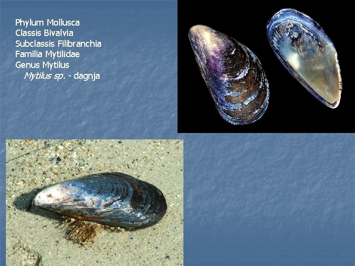 Phylum Mollusca Classis Bivalvia Subclassis Filibranchia Familia Mytilidae Genus Mytilus sp. - dagnja 