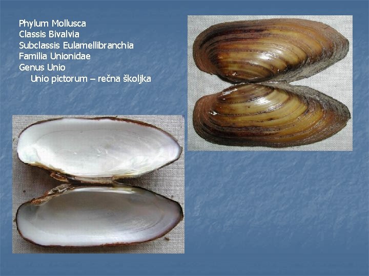 Phylum Mollusca Classis Bivalvia Subclassis Eulamellibranchia Familia Unionidae Genus Unio pictorum – rečna školjka