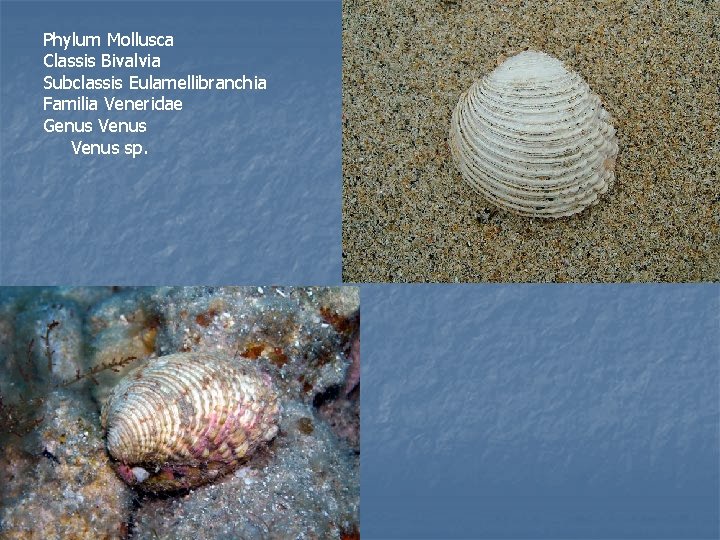 Phylum Mollusca Classis Bivalvia Subclassis Eulamellibranchia Familia Veneridae Genus Venus sp. 